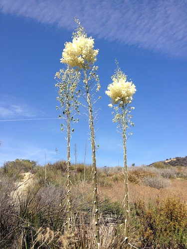big flower
