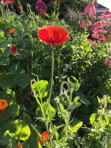 red poppy